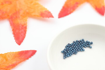 白菜の種、栽培始めよう