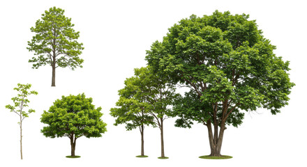 Five distinct deciduous trees (sapling to mature) with lush green foliage and unique forms, perfectly isolated on a transparent studio background with no shadows, precise botanical study concept