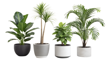 A curated collection of four distinct indoor potted plants featuring lush green foliage and modern planters perfect for enhancing home decor and interior design aesthetics