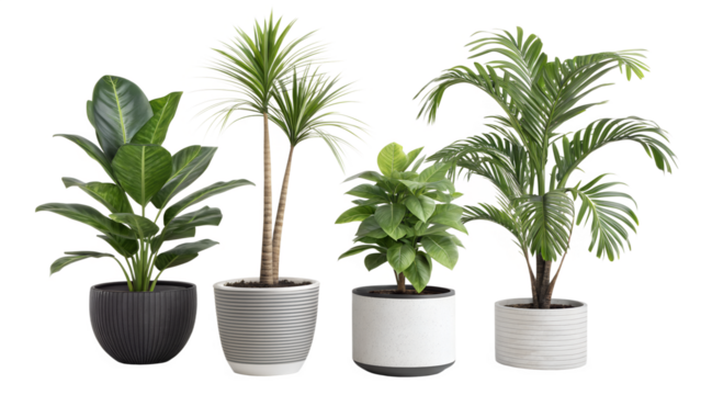 A curated collection of four distinct indoor potted plants featuring lush green foliage and modern planters perfect for enhancing home decor and interior design aesthetics