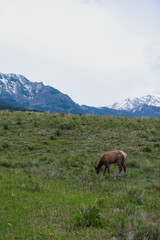 Grazing Elk on Montana Hillside with Snowy Mountain Backdrop