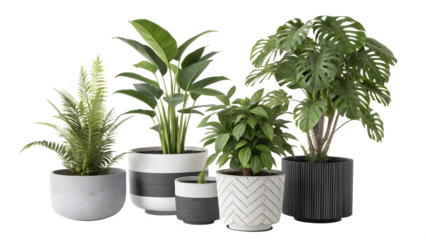 A curated collection of five diverse indoor houseplants including a bird of paradise monstera deliciosa and a delicate fern showcased in stylish modern planters against a clean black background