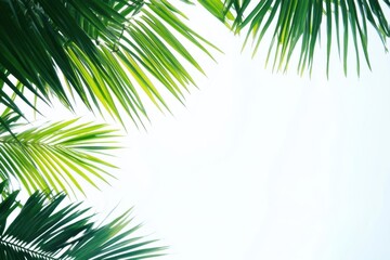 Palm leaves against bright sky create A calming scene with Tropical Theme
