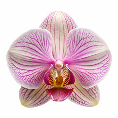 Fototapeta premium Delicate orchid on white background