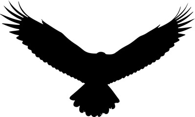 Obraz premium eagle in the flight