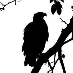 Obraz premium eagle on a branch