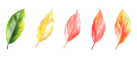 Pack Collection Vibrant Watercolor Leaves Autumnal Color Palette set against transparent background