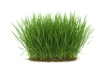 A vibrant, dense clump of tall, slender green grass blades with an intricate root system visible, each blade sharply defined, isolated against a transparent background with ample copy space, no