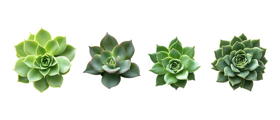 Pack Collection Succulent Plants Echeveria Variety Collection set against transparent background
