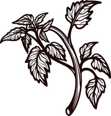 Hand drawn vintage tomato plant branch with leaves isolated on white background, botanical sketch illustration