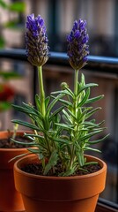 Two sprigs of lavender in terracotta pots.
