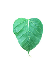 Isolated a single green Bodhi leaf on transparent background with clipping paths. The heart-shaped leaf with detailed veins symbolizes peace, mindfulness, and spiritual awakening in Buddhism.