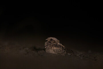 Indian nightjar seating on a road in night
