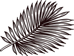 Obraz premium Detailed hand drawn palm leaf illustration, black ink botanical sketch isolated on white background