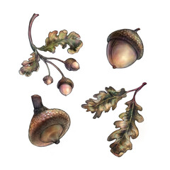 acorns and oac leaves on a transparent background