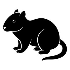 Muskrat on white background 