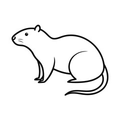 Muskrat on white background 