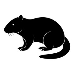 Muskrat on white background 