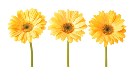 Pack Collection Vibrant Yellow Gerbera Daisies Perfect Floral Background set against transparent background