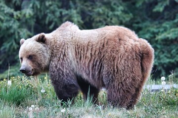 Obraz premium Yukon Territories, Canada