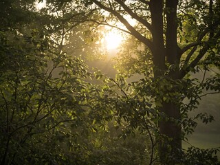 Fototapeta premium Soft sunlight filtering through trees
