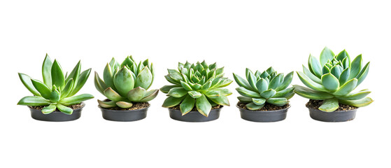 Pack Collection Succulent Variety A Collection of Exquisite Miniature Plants set against transparent background
