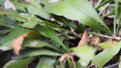Obraz premium Close up of green and yellow leaves growing on a plant in the garden