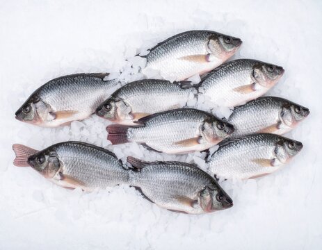 Tilapia fish
