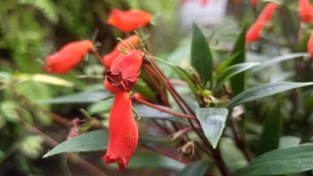Seemannia sylvatica is a vibrant flowering plant with tubular red-orange blooms, perfect for adding color and charm to shaded gardens or indoor pots
