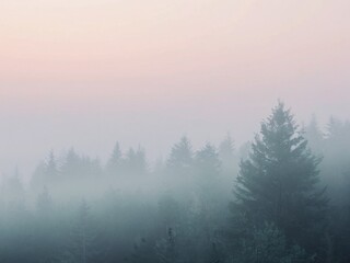 Naklejka premium Forest shrouded in morning mist and soft light.