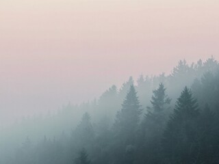 Naklejka premium Forest shrouded in morning mist and soft light.