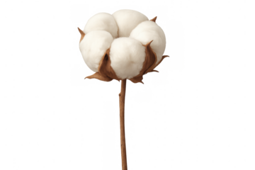 Close-up of a cotton plant displaying fluffy white cotton bolls, set against a transparent background, ready for easy integration into designs