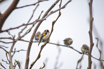 European Goldfinch perched on a branch. Song bird idea concept. Ornithology. Animal. No people, nobody. Horizontal photo. Nature. 