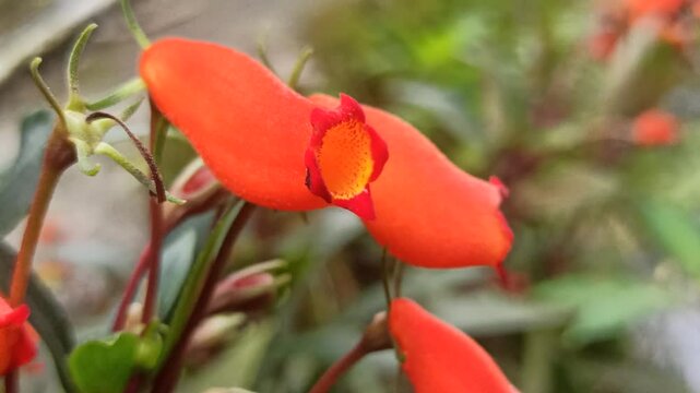 Seemannia sylvatica is a vibrant flowering plant with tubular red-orange blooms, perfect for adding color and charm to shaded gardens or indoor pots