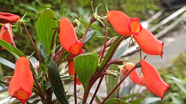Seemannia sylvatica is a vibrant flowering plant with tubular red-orange blooms, perfect for adding color and charm to shaded gardens or indoor pots