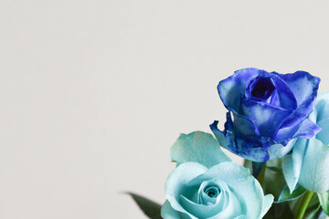 青い薔薇