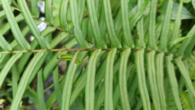 Water fern floats gently on water surfaces with small, overlapping leaves-perfect for aquariums, ponds, and natural water gardens