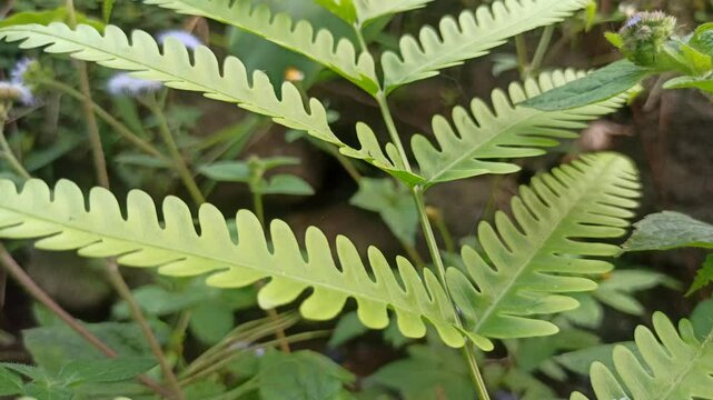Water fern floats gently on water surfaces with small, overlapping leaves-perfect for aquariums, ponds, and natural water gardens