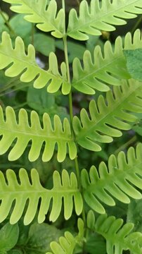 Water fern floats gently on water surfaces with small, overlapping leaves-perfect for aquariums, ponds, and natural water gardens