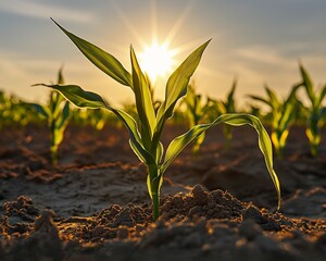 Close up of young corn plant growing tall in a field with the sun peeking through the leaves and the surrounding soil cracked and dry