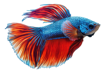Vibrant Siamese Fighting Fish Underwater Elegance: A Stunning Display of Aquatic Life