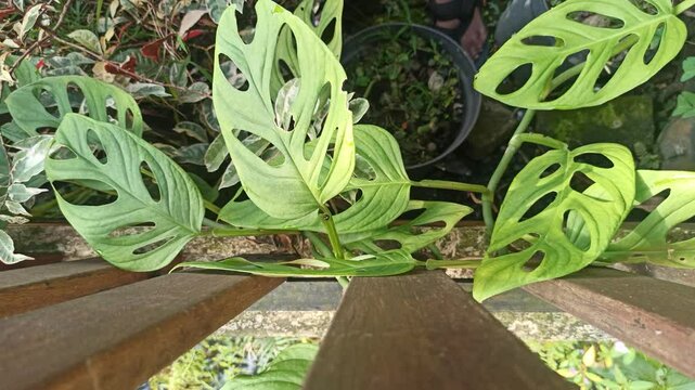 Janda bolong, or Monstera adansonii, is a trendy houseplant with unique holey leaves&mdash;perfect for indoor decor and tropical plant lovers