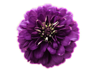 Purple Zinnia, bright flower on the garden bed. Cut out element of Zinnia from magazine for contemporary collage design, halftone vector