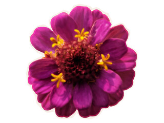 Zinnia, bright flower on the garden bed. Blooming plant in the park and on the flowerbed. Cut out element of Zinnia from magazine for contemporary collage design, halftone style, vector illustration
