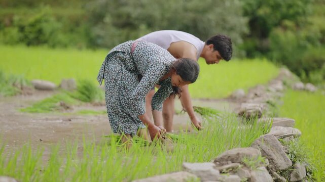 Traditional farming scene of Indian men and women working barefoot in rice fields, planting saplings under open sky, 4k video