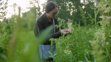 Female botanist wearing glasses and carrying research bag carefully collecting wildflower specimens in sunlit rural meadow during golden evening light. Botanist picking wildflowers in meadow at sunset