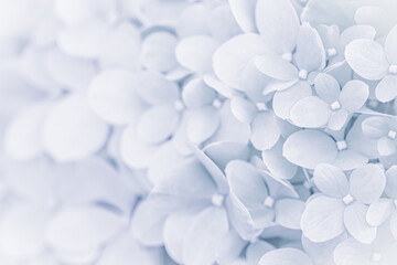 Background of white blue petals of Hydrangea or Hydrangea. Soft focus