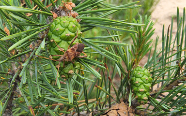 Western conifer seed bug or Leptoglossus occidentalis sitting on a pine tree.