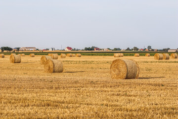 Expansive golden field filled with numerous round straw bales under a bright sky, symbolizing...