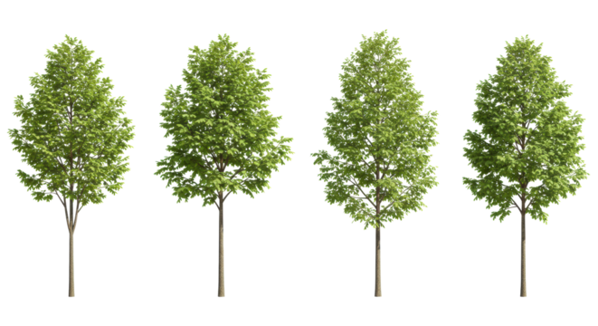 Four distinct young deciduous trees with slender brown trunks and vibrant green leaves, meticulously detailed and isolated on a pure transparent studio background with even, bright softbox